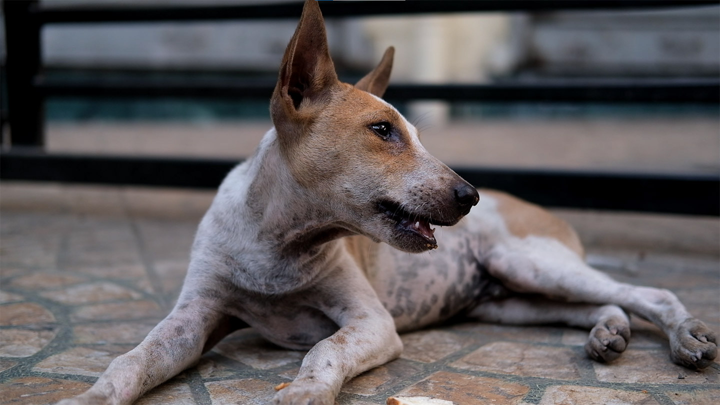 Gallery Impact Guru Foundation